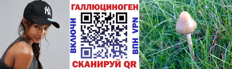Псилоцибиновые грибы Cubensis  Солигалич 